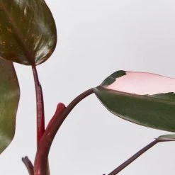 Indoor Garden The Houseplant ???? Wishlist Box Air Purifying