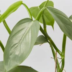 Indoor Garden Philodendron Hastatum Silver Sword - 85mm Easy Care Plants