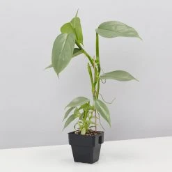 Indoor Garden Philodendron Hastatum Silver Sword - 85mm Easy Care Plants