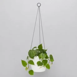 Indoor Garden Self-Watering Eco ♻️ Hanging Planter - Pot + Plant + Soil Office & Home Office