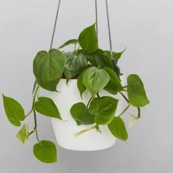Indoor Garden Self-Watering Eco ♻️ Hanging Planter - Pot + Plant + Soil Office & Home Office