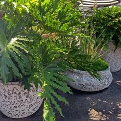 Indoor Garden Philodendron Hope