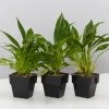 Indoor Garden Pool Friendly Plants Philodendron Little Phil™