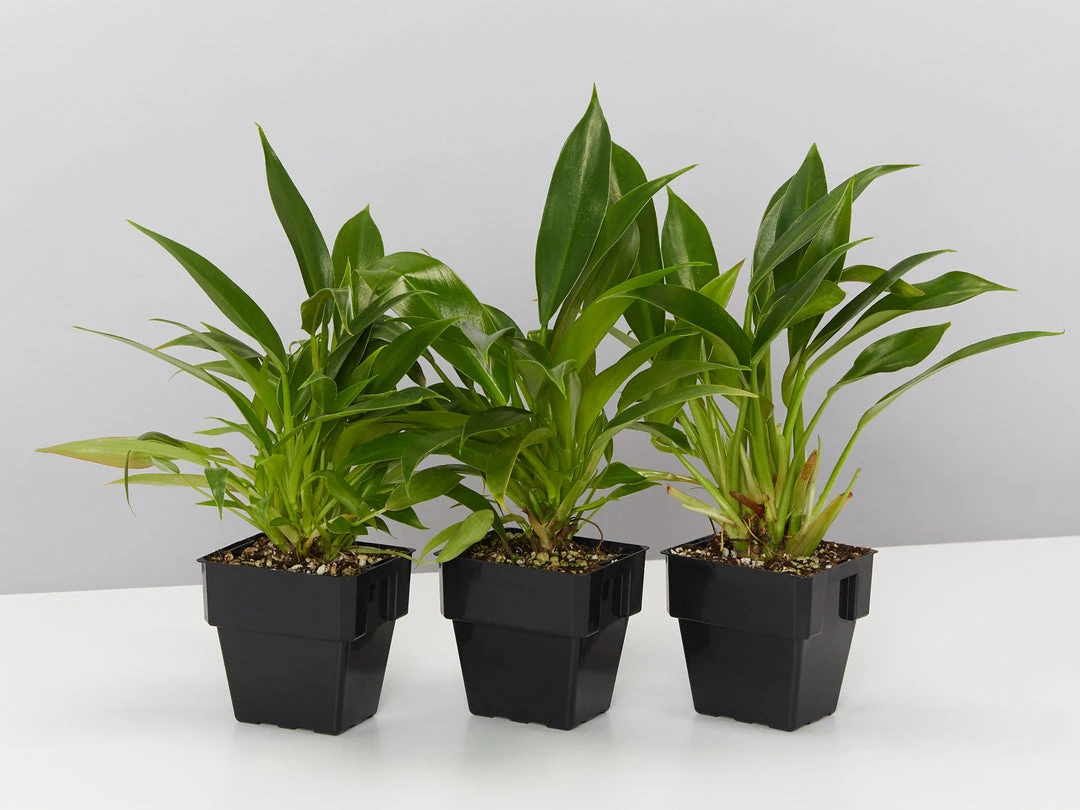 Indoor Garden Pool Friendly Plants Philodendron Little Phil™ 3 Indoor Garden Pool Friendly Plants Philodendron Little Phil™