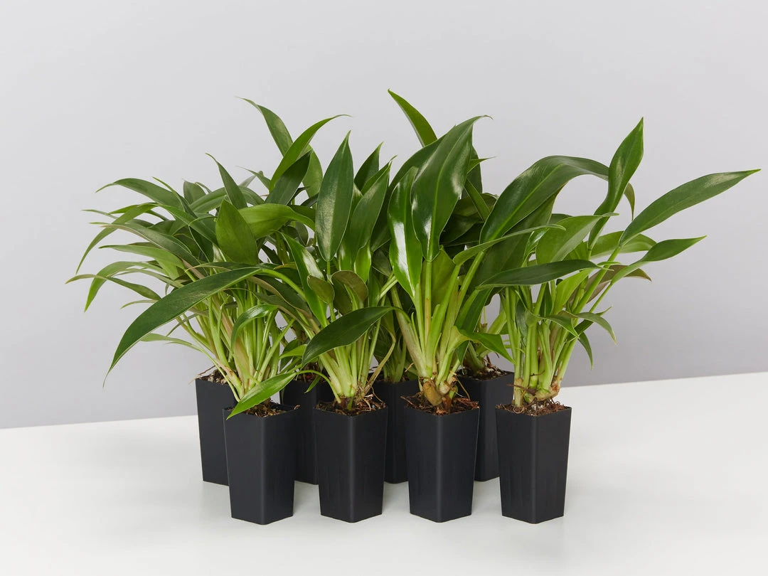 Indoor Garden Pool Friendly Plants Philodendron Little Phil™ 4 Indoor Garden Pool Friendly Plants Philodendron Little Phil™