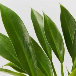 Indoor Garden Pool Friendly Plants Philodendron Little Phil™ 12 Indoor Garden Pool Friendly Plants Philodendron Little Phil™