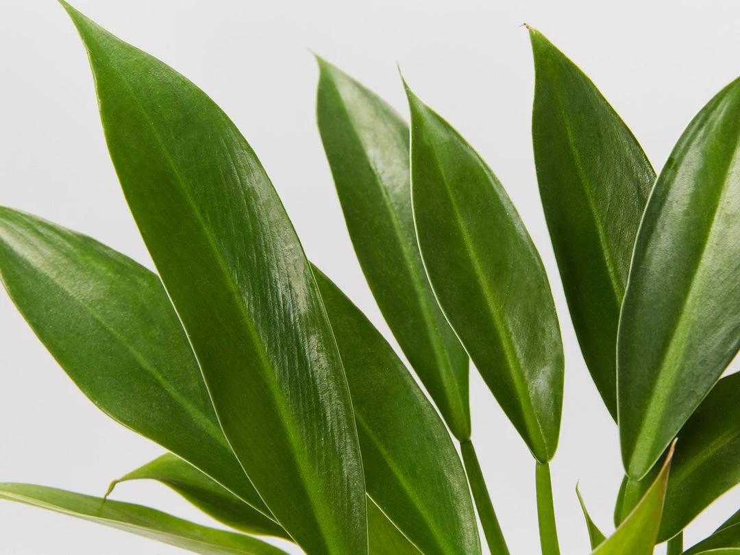 Indoor Garden Pool Friendly Plants Philodendron Little Phil™ 5 Indoor Garden Pool Friendly Plants Philodendron Little Phil™