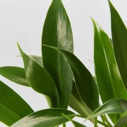 Indoor Garden Pool Friendly Plants Philodendron Little Phil™ 14 Indoor Garden Pool Friendly Plants Philodendron Little Phil™