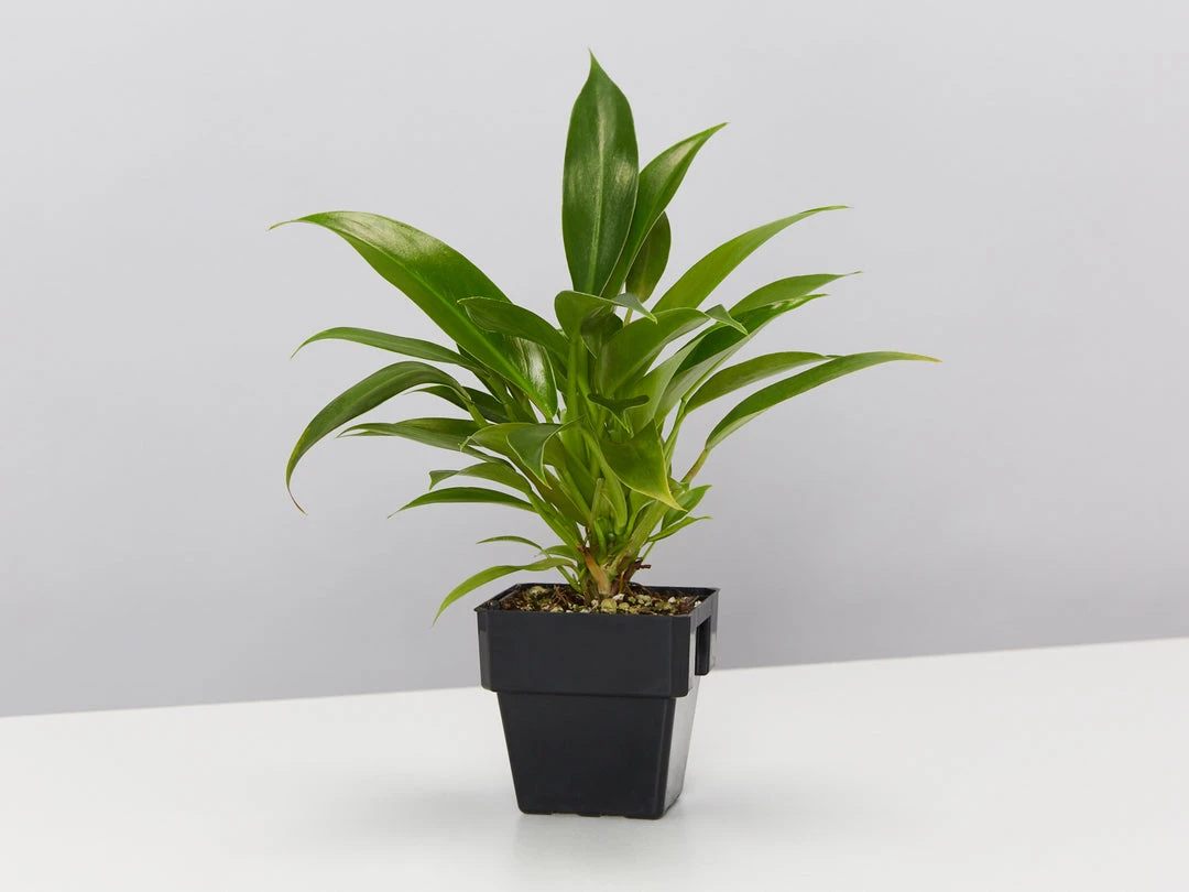 Indoor Garden Pool Friendly Plants Philodendron Little Phil™ 9 Indoor Garden Pool Friendly Plants Philodendron Little Phil™