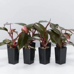 Indoor Garden Philodendron Erubescens Pink Princess