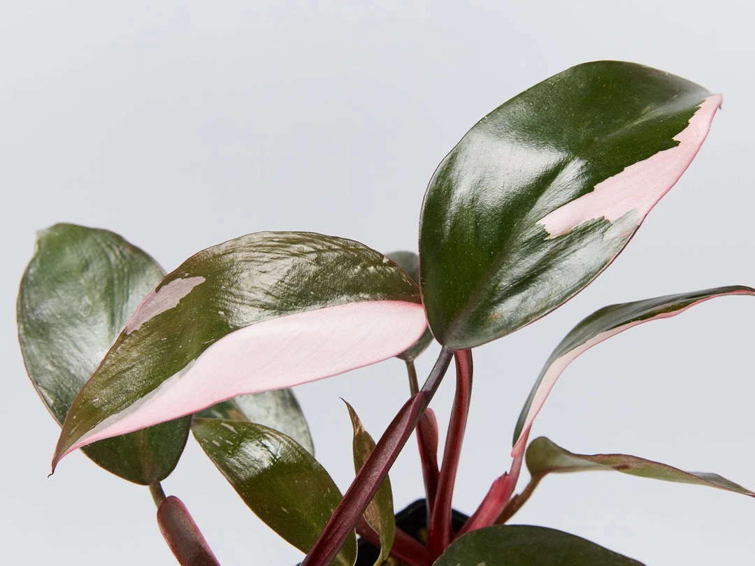 Indoor Garden Philodendron Erubescens Pink Princess 5 Indoor Garden Philodendron Erubescens Pink Princess