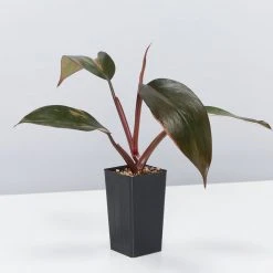 Indoor Garden Philodendron Erubescens Pink Princess 10 Indoor Garden Philodendron Erubescens Pink Princess