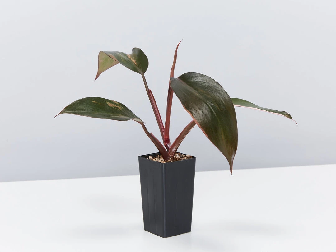 Indoor Garden Philodendron Erubescens Pink Princess 6 Indoor Garden Philodendron Erubescens Pink Princess