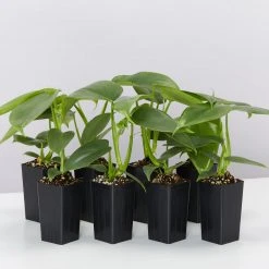 Indoor Garden Easy Care Plants Philodendron Hastatum Silver Sword