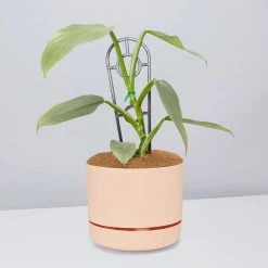 Pot + Plant Gift Box Philodendron Hastatum Silver Sword - Pot + Plant + Soil Easy Care Plants