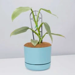 Pot + Plant Gift Box Philodendron Hastatum Silver Sword - Pot + Plant + Soil Easy Care Plants