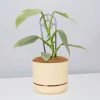 Pot + Plant Gift Box Philodendron Hastatum Silver Sword - Pot + Plant + Soil Easy Care Plants