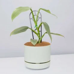 Pot + Plant Gift Box Philodendron Hastatum Silver Sword - Pot + Plant + Soil Easy Care Plants
