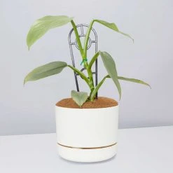 Pot + Plant Gift Box Philodendron Hastatum Silver Sword - Pot + Plant + Soil Easy Care Plants