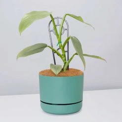 Pot + Plant Gift Box Philodendron Hastatum Silver Sword - Pot + Plant + Soil Easy Care Plants