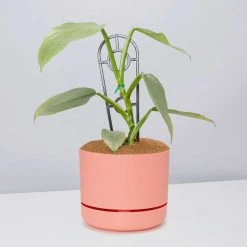 Pot + Plant Gift Box Philodendron Hastatum Silver Sword - Pot + Plant + Soil Easy Care Plants