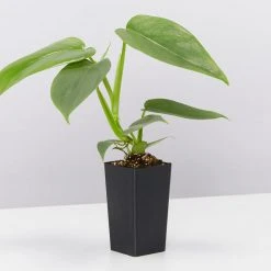 Indoor Garden Easy Care Plants Philodendron Hastatum Silver Sword