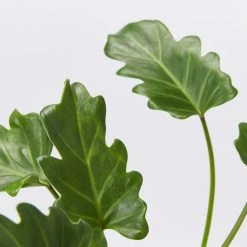 Shrubs Pool Friendly Plants Tropical Mixed Pack Of Outdoor Plants