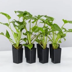 Shrubs Philodendron Xanadu Border Plants