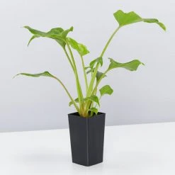 Shrubs Philodendron Xanadu Border Plants