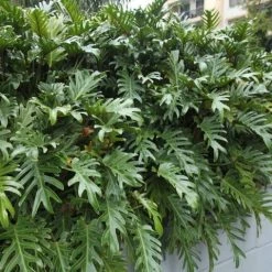 Shrubs Philodendron Xanadu Border Plants