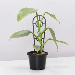Pot + Plant Gift Box Philodendron Hastatum Silver Sword - Pot + Plant + Soil Easy Care Plants