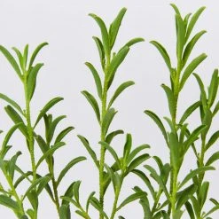 Shrubs Philotheca Myoporoides Winter Rouge 11 Shrubs Philotheca Myoporoides Winter Rouge