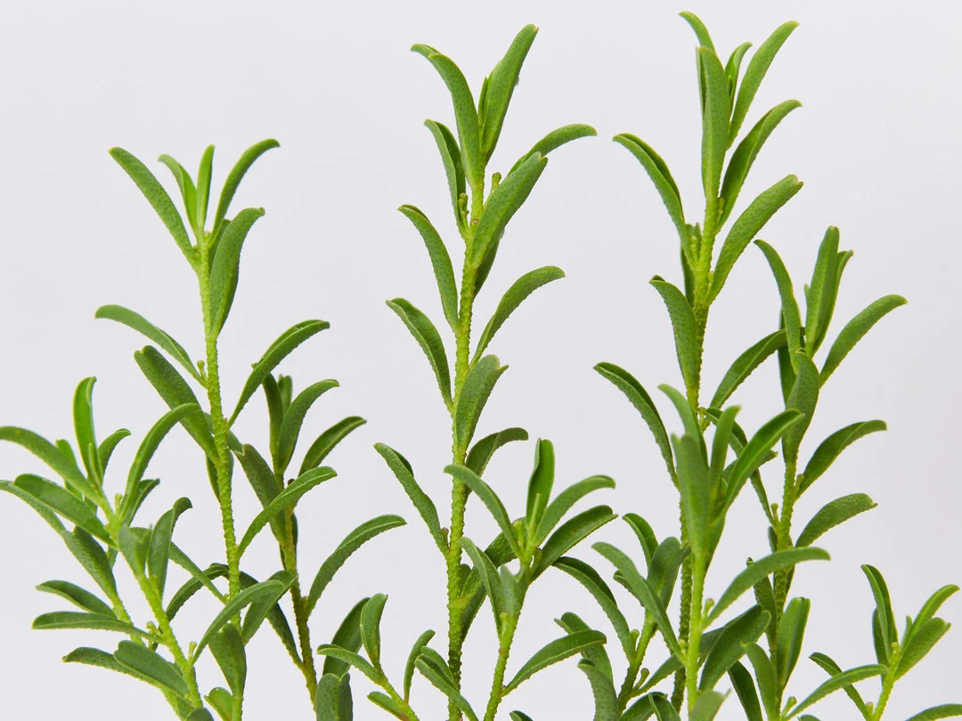 Shrubs Philotheca Myoporoides Winter Rouge 5 Shrubs Philotheca Myoporoides Winter Rouge