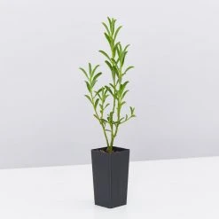 Shrubs Philotheca Myoporoides Winter Rouge 13 Shrubs Philotheca Myoporoides Winter Rouge