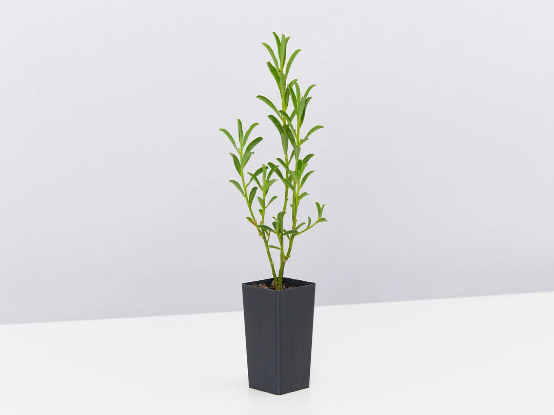 Shrubs Philotheca Myoporoides Winter Rouge 7 Shrubs Philotheca Myoporoides Winter Rouge