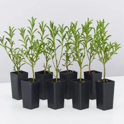 Shrubs Philotheca Myoporoides Winter Rouge