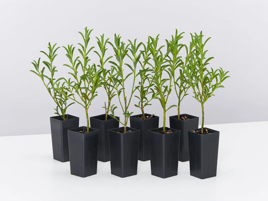 Shrubs Philotheca Myoporoides Winter Rouge 3 Shrubs Philotheca Myoporoides Winter Rouge