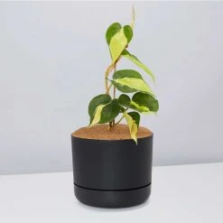 Pot + Plant Gift Box Philodendron Brasil - Pot + Plant + Soil