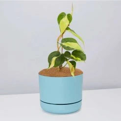 Pot + Plant Gift Box Philodendron Brasil - Pot + Plant + Soil