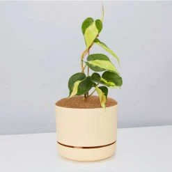 Pot + Plant Gift Box Philodendron Brasil - Pot + Plant + Soil