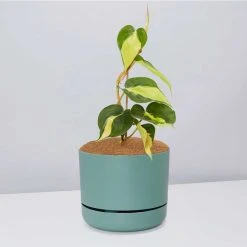 Pot + Plant Gift Box Philodendron Brasil - Pot + Plant + Soil