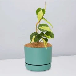 Pot + Plant Gift Box Philodendron Brasil - Pot + Plant + Soil