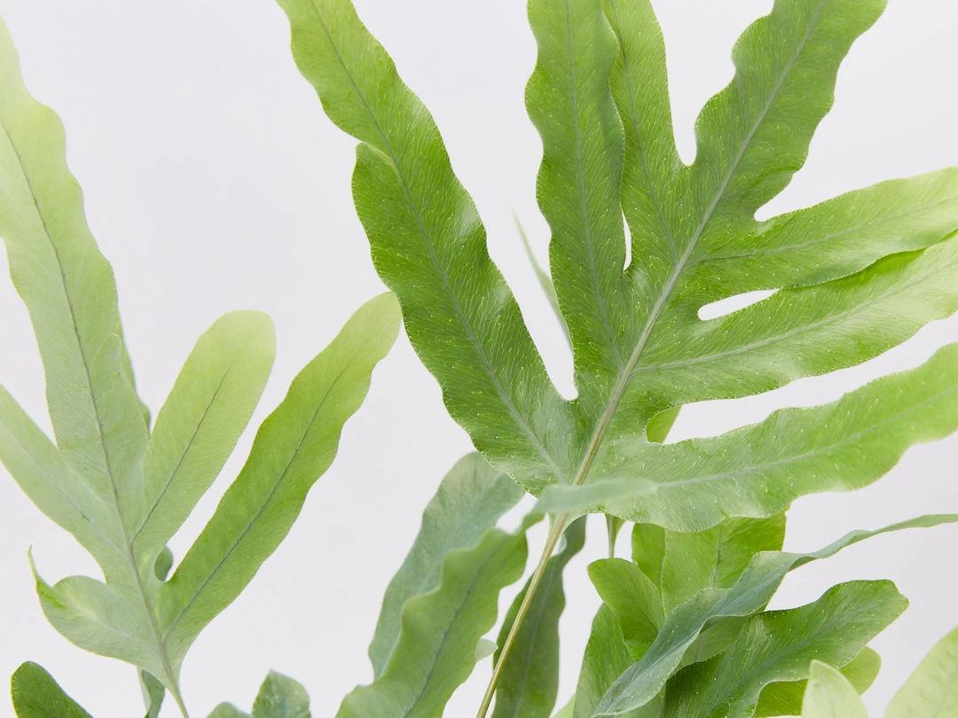 Pot + Plant Gift Box Easy Care Plants Blue Star Fern - Pot + Plant + Soil 4 Pot + Plant Gift Box Easy Care Plants Blue Star Fern - Pot + Plant + Soil