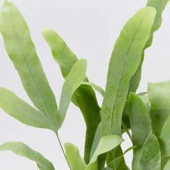 Indoor Garden Ground Covers Phlebodium Blue Star