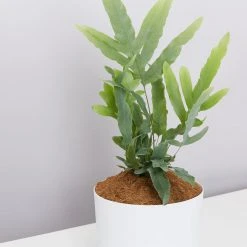 Pot + Plant Gift Box Easy Care Plants Blue Star Fern - Pot + Plant + Soil 21 Pot + Plant Gift Box Easy Care Plants Blue Star Fern - Pot + Plant + Soil