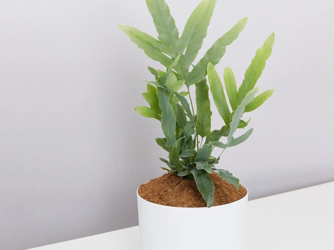 Pot + Plant Gift Box Easy Care Plants Blue Star Fern - Pot + Plant + Soil 5 Pot + Plant Gift Box Easy Care Plants Blue Star Fern - Pot + Plant + Soil