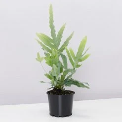 Pot + Plant Gift Box Easy Care Plants Blue Star Fern - Pot + Plant + Soil 22 Pot + Plant Gift Box Easy Care Plants Blue Star Fern - Pot + Plant + Soil