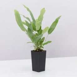 Indoor Garden Ground Covers Phlebodium Blue Star