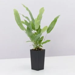 Indoor Garden Air Purifying Rainbow 🔔 Box - Indoor 22 Indoor Garden Air Purifying Rainbow ???? Box - Indoor