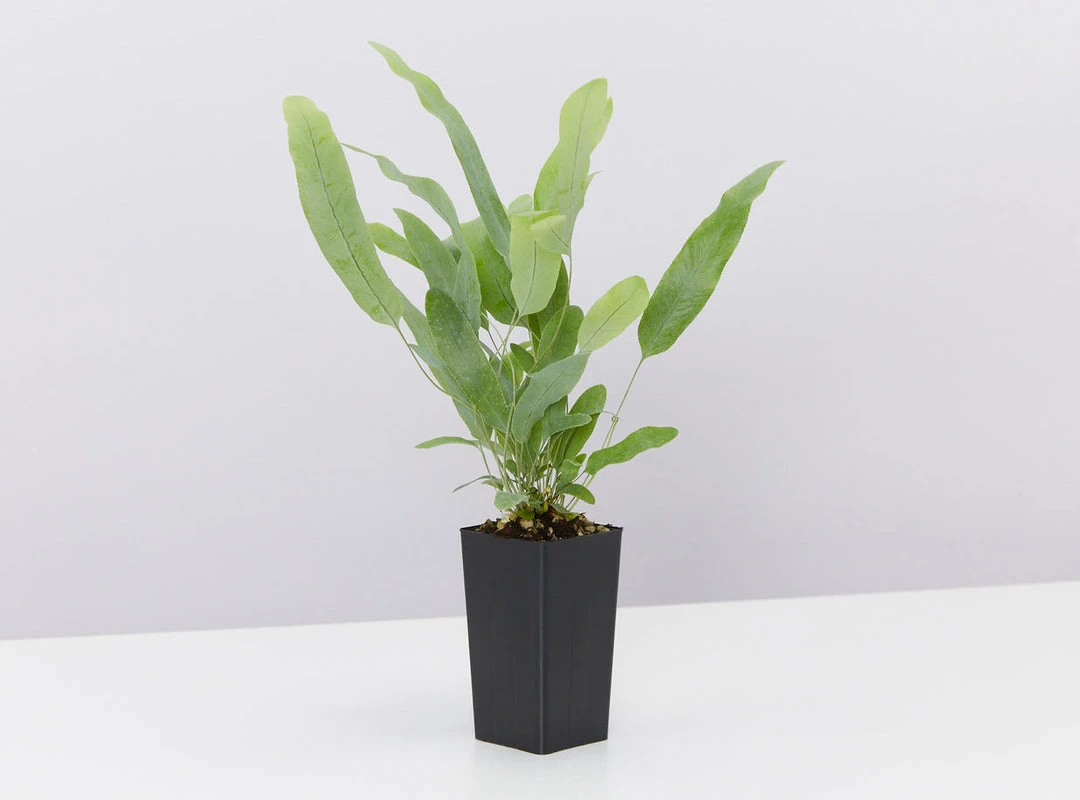 Indoor Garden Air Purifying Rainbow 🔔 Box - Indoor 10 Indoor Garden Air Purifying Rainbow ???? Box - Indoor